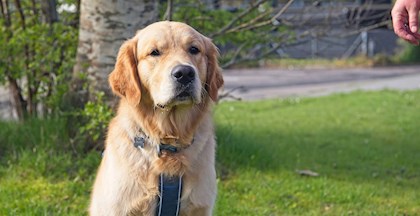 Golden retriever | Hundetræning i FOF Aarhus