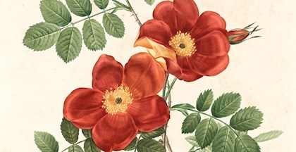 Botanisk illustration