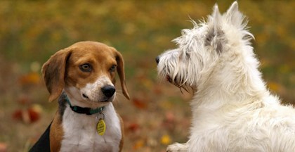 Øvelse i positiv møde mellem to hunde
