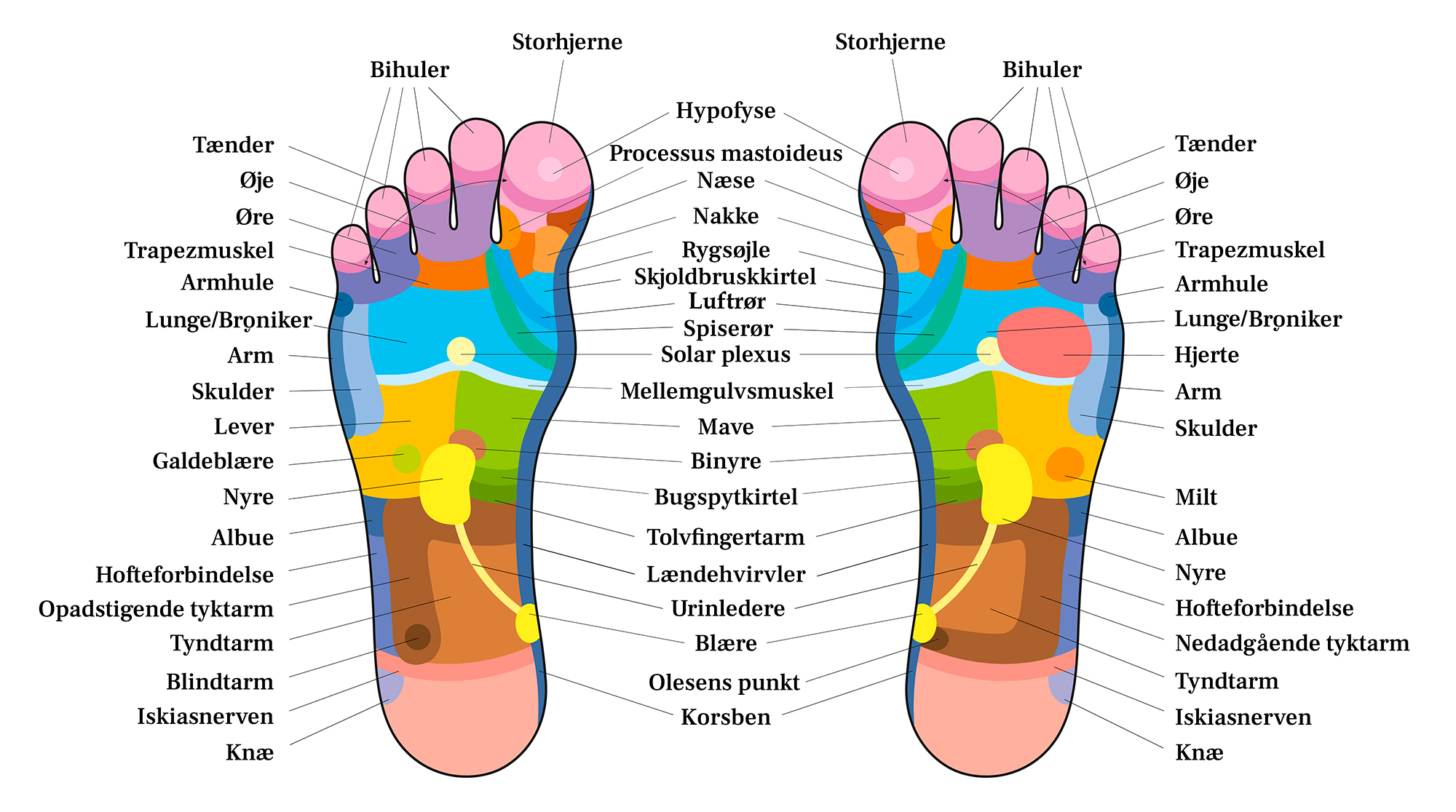 Diagram over refleks zoner i fødderne
