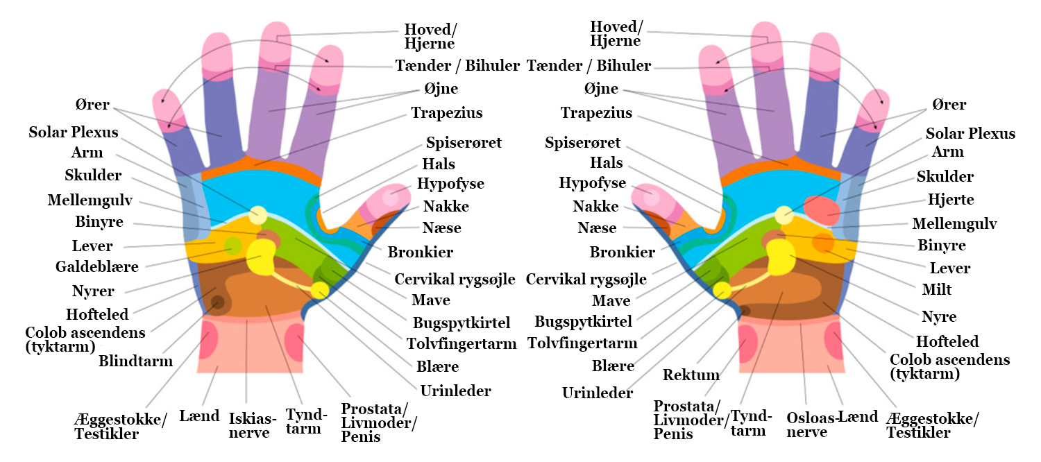 Diagram over refleks zoner i hænderne