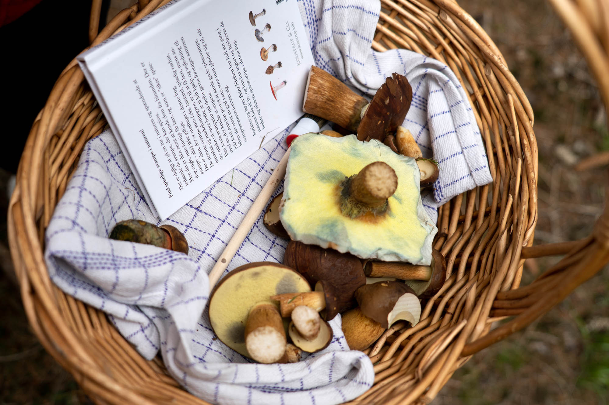 Svampe i en kurv på en svampetur hos FOF København og Nordsjælland