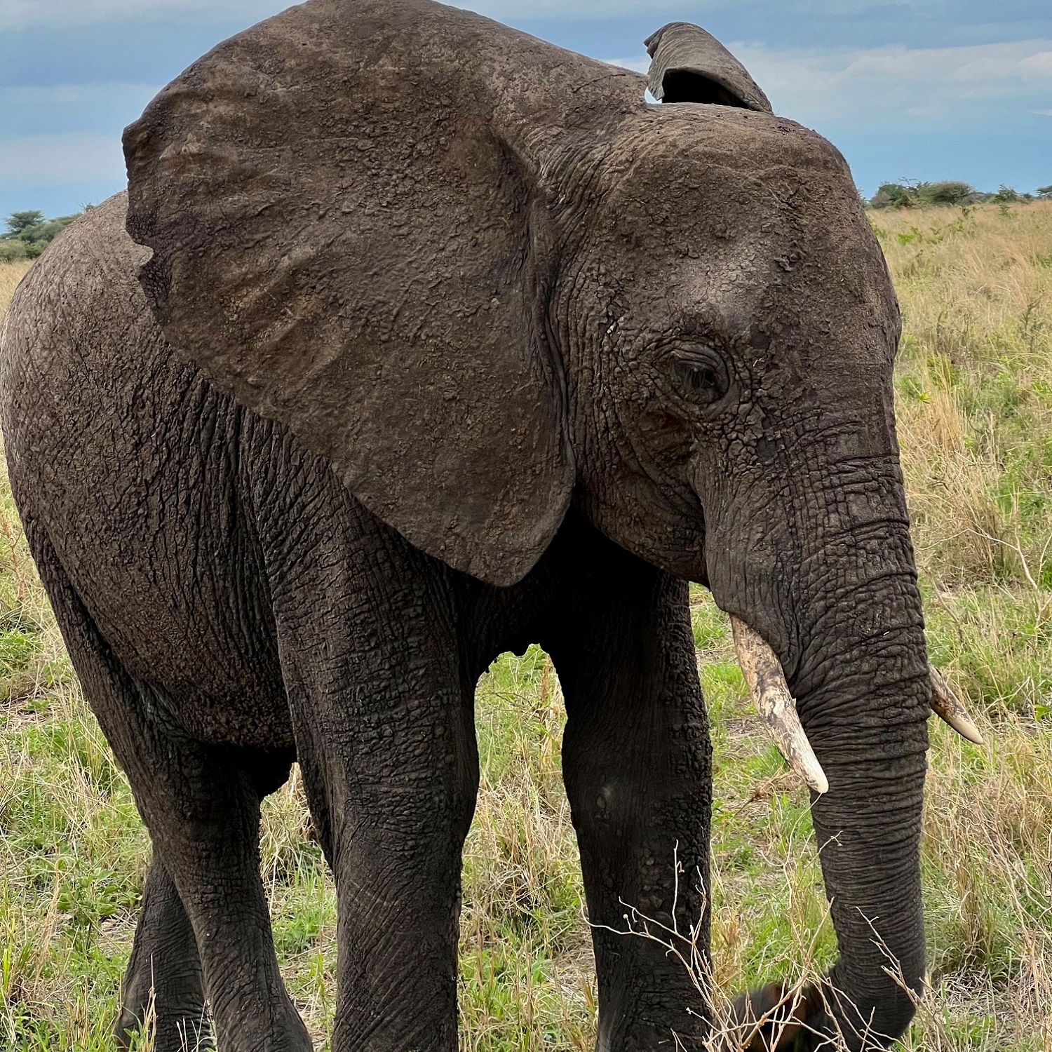 Kilimanjaro